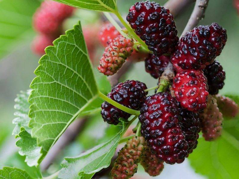 Шелковица купить саженцы из питомнике в Ржеве