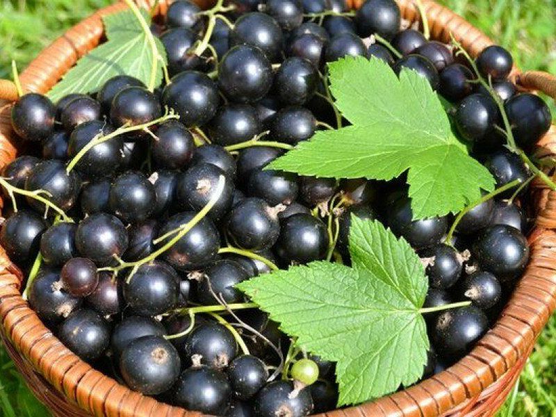 Смородина купить саженцы из питомника в Ржеве
