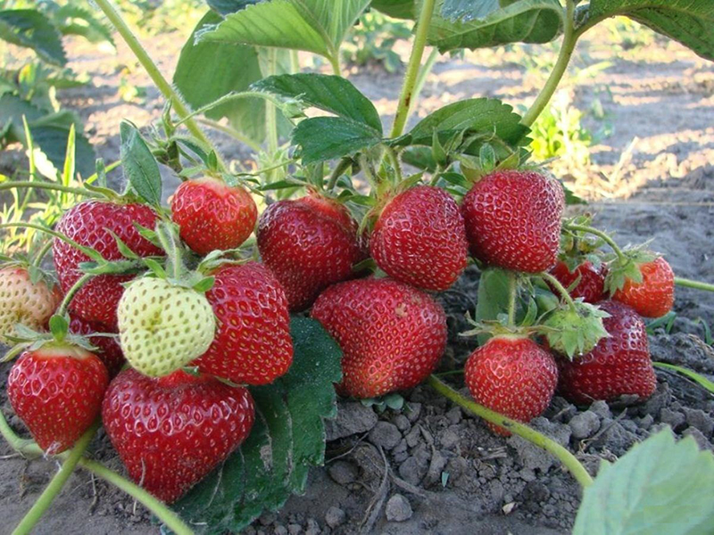 Клубника купить саженцы из питомника в Ржеве