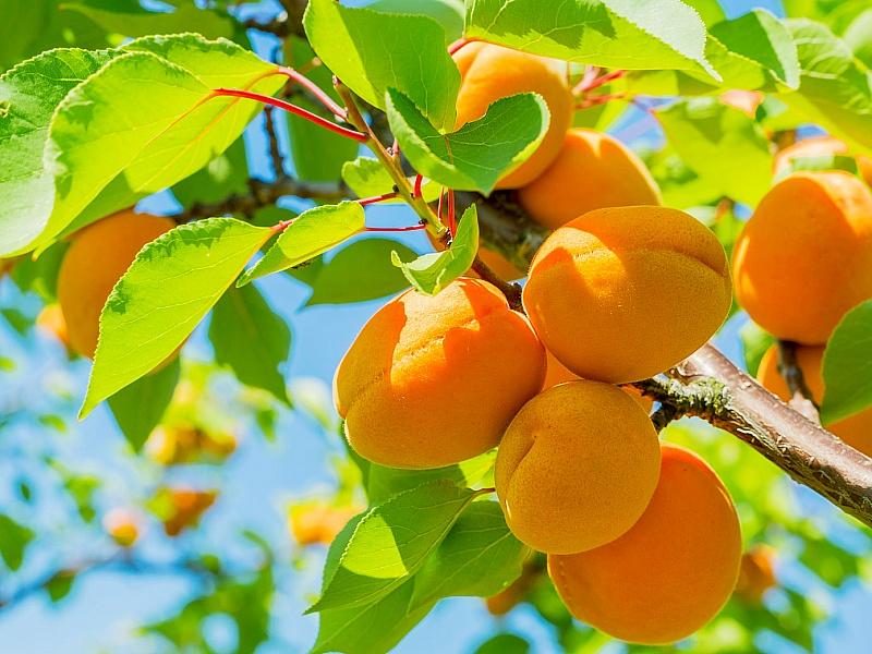 Абрикос купить саженцы из питомнике в Ржеве
