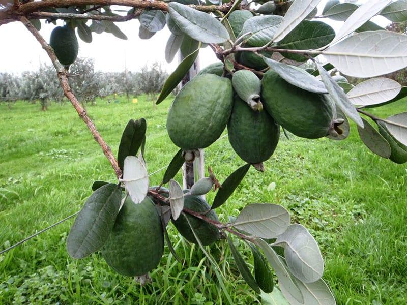 Фейхоа купить саженцы из питомнике в Ржеве