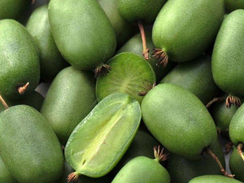Актинидия купить саженцы из питомнике в Ржеве