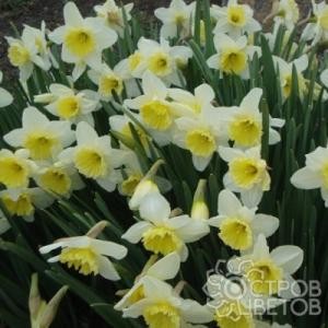 Нарцисс "АЙС ФОЛЛИС" (5 штук)