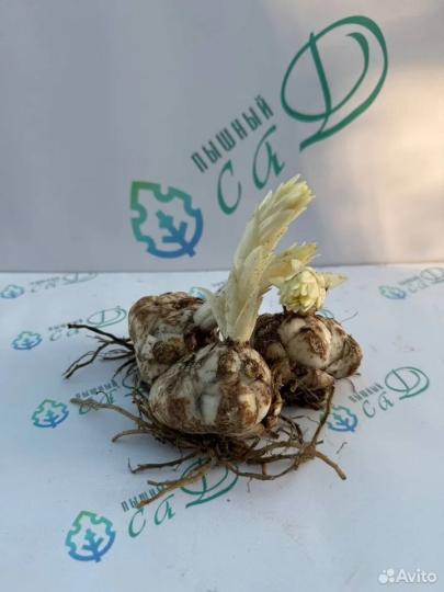 Лилия "ЛОТУС ДЖОЙ" 3 штуки (размер 18/20)