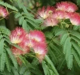 ЛЕНКОРАНСКАЯ АКАЦИЯ