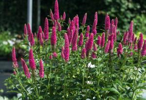 Вероника длиннолистная Фёст Матч