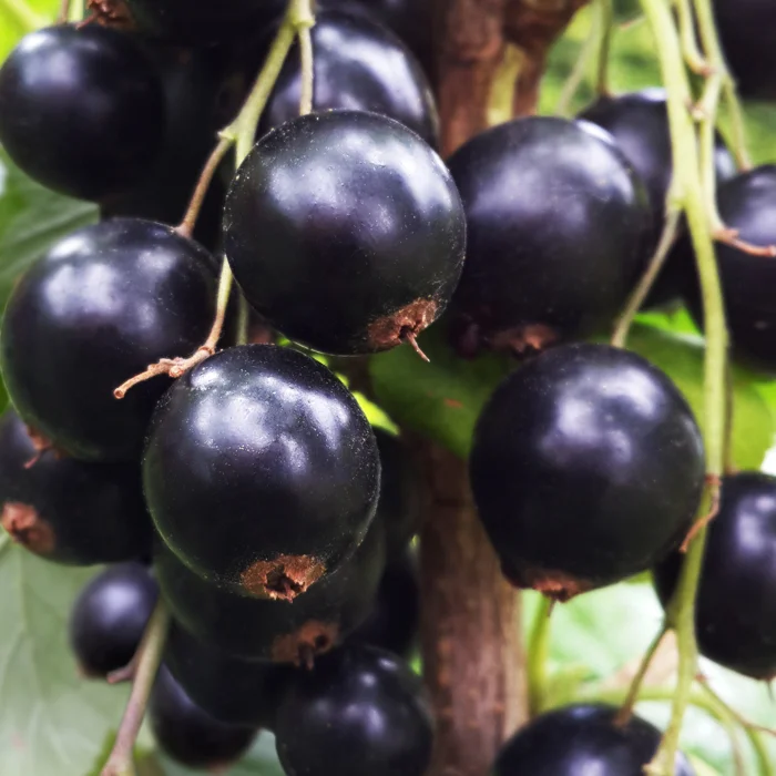 Смородина "ВЕНЕРА"