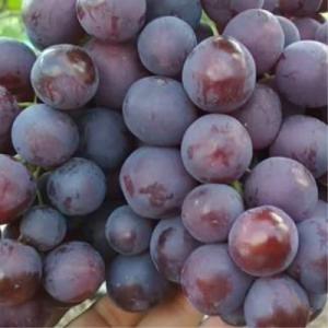 Виноград "НЕВЕСТА"