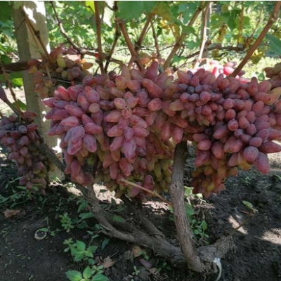 Виноград "ОСКАР"
